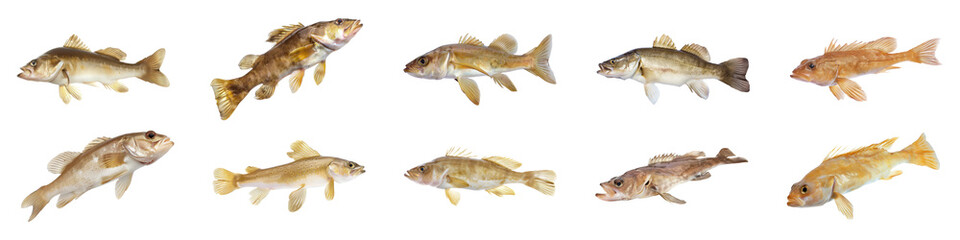 Various Haddock fish species gliding isolated cut out png on transparent background - obrazy, fototapety, plakaty
