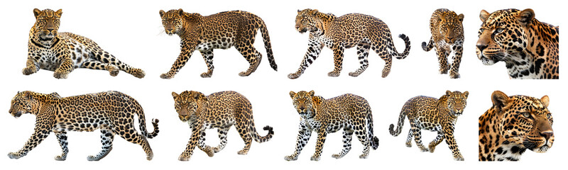 Majestic leopards in various poses isolated cut out png on transparent background