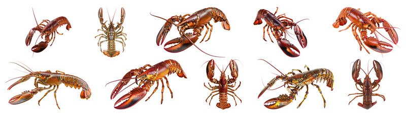 Various types of live lobsters isolated cut out png on transparent background