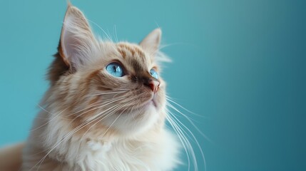 Portrait of a beautiful ragdoll cat with blue eyes looking away on a blue background