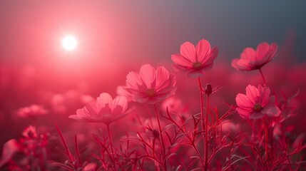   A field filled with pink flowers, the sun at its heart in midday