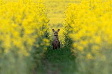 Canola Deer © Axel