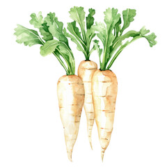 vegetable - Lush.parsnips.illustration ,.watercolor