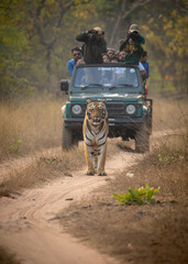 A tiger walks in front of a jeep on safari at Tadoba National Park in Tadoba Andhari Tiger Reserve in Chandrapur, Maharashtra, India © Maureen