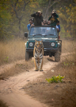 A tiger walks in front of a jeep on safari at Tadoba National Park in Tadoba Andhari Tiger Reserve in Chandrapur, Maharashtra, India
