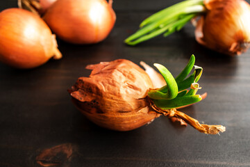 Sprouted Yellow Onion on a Wooden Table: Yellow onion growing leaves  with more onions in the background on a dark wood table top