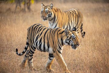 Mother and cub tigers on safari at Tadoba National Park in Tadoba Andhari Tiger Reserve in...