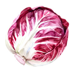 Obraz premium vegetable - Radicchio is a perennial cultivated form of leaf chicory
