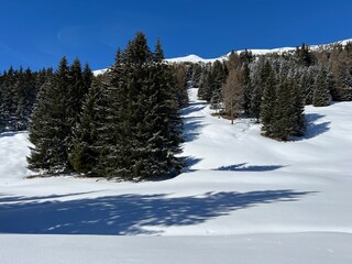 Picturesque canopies of alpine trees in a typical winter atmosphere after the winter snowfall above the tourist resorts of Valbella and Lenzerheide in the Swiss Alps - Canton of Grisons, Switzerland
