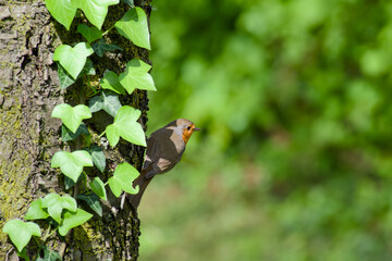 European robin is perching on a tree trunk with prey in its beak