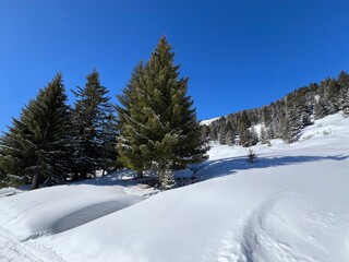Picturesque canopies of alpine trees in a typical winter atmosphere after the winter snowfall above the tourist resorts of Valbella and Lenzerheide in the Swiss Alps - Canton of Grisons, Switzerland