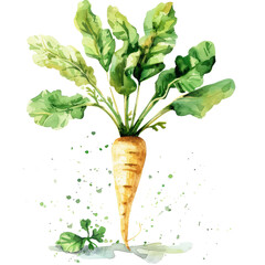 vegetable -  parsnips tend to be sweeter and more tender than larger ones. - obrazy, fototapety, plakaty