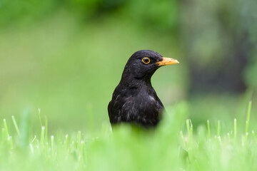 male common blackbird in the green grass close-up