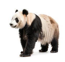 Panda with a side view against a white background