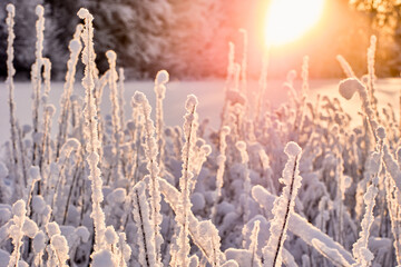 Crystals of snow and ice on field grass and bushes in backlight of winter sun.