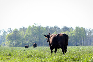 Angus cow in lush pasture looking away