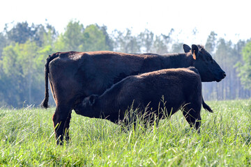 Angus cow-calf pair with calf nursing
