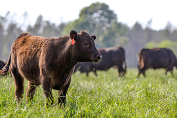 Angus heifer in knee-high pasture with negative space