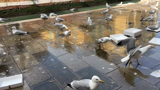Gaviotas disput&aacute;ndose los restos de comida en un mercado de pescado. Gaviotas peleando por comida