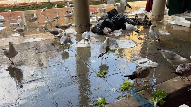 Gaviotas disput&aacute;ndose los restos de comida en un mercado de pescado. Gaviotas peleando por comida