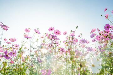 Pink cosmos flowers full blooming in summer garden,Field of cosmos flower on blue sky...