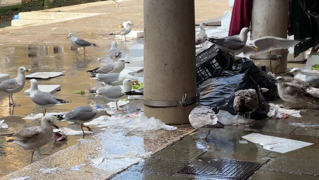 Gaviotas disput&aacute;ndose los restos de comida en un mercado de pescado. Gaviotas peleando por comida
