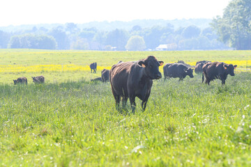 Highkey landscape of cattle herd in springtime pasture