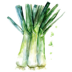 vegetable - Zestful.Scallions.illustration ,.watercolor