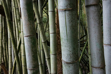 Bamboo in Nature background