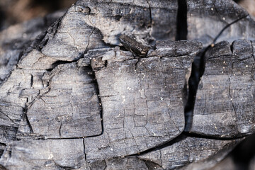 Background is charred burnt wood in closeup.