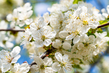 Blooming cherry branch, spring sunny day.