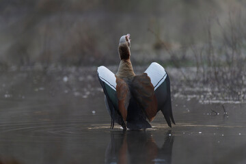 Nilgans © Nils Meyer