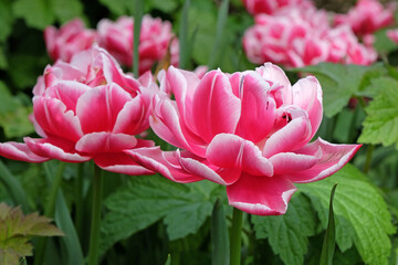 Pink and white double peony tulip, tulipa ‘Columbus’ in flower.