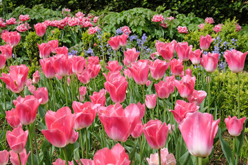 Bright pink triumph tulip, tulipa ‘Memphis’ in flower.