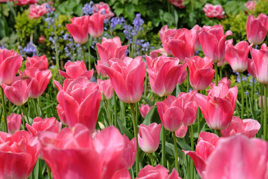 Bright pink triumph tulip, tulipa ‘Memphis’ in flower.
