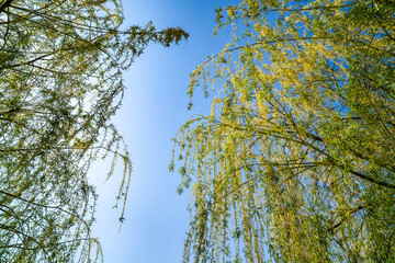 Fototapeta premium Willow tree over water, lake. Sunny day.