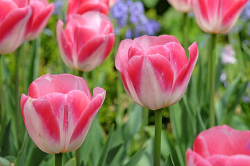 Fototapeta premium Bright pink and white triumph tulip, tulipa ‘Innuendo’ in flower.