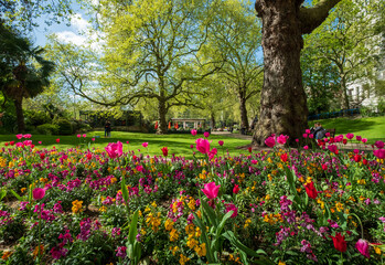 Colourful tulips, photographed in springtime at Victoria Embankment Gardens on the bank of the River Thames in central London, UK.