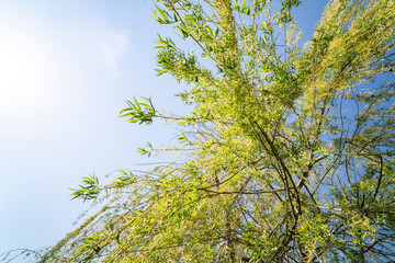 Fototapeta premium Willow tree over water, lake. Sunny day.
