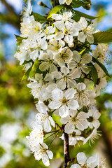 Blooming cherry branch, white flowers. Sunny day.