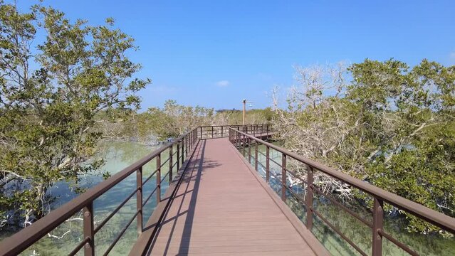 Mangroves natural habitat at Al Jubail Park in Abu Dhabi, UAE