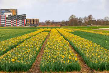 blooming hyacinth and flower fields in Front of an Rainbow in the Netherlands near Alkmaar, - obrazy, fototapety, plakaty