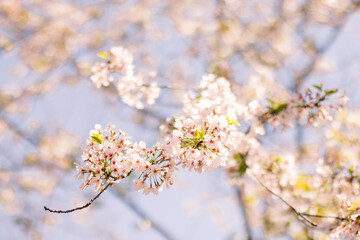 Close-up of early spring blooms on a tree. 