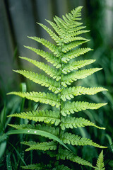 nature in  the spring time