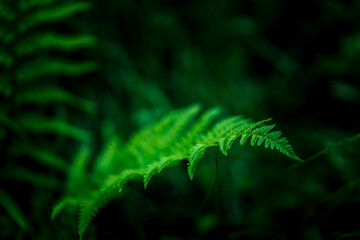 nature in  the spring time