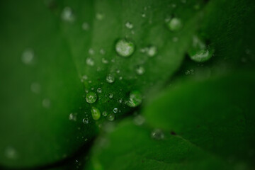 nature in  the spring time