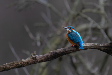 Eisvogel