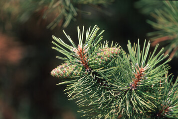 pine branch with cones, Pine cones, Strobili di Conifera. (Maritime pine, Pinus pinaster) State...