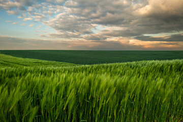 Sunrise over young green cereal field in spring