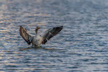 Greylag Goose (Anser anser)  spreading wings. A wild goose with its wings spread out on a lake. Gelderland in the Netherlands.     